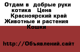 Отдам в “добрые руки“ котика › Цена ­ 10 - Красноярский край Животные и растения » Кошки   